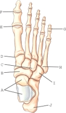 <strong>Which of these labeled structures or bones identifies the navicular? </strong> A)B B)C C)D D)I