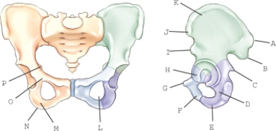 <strong>Which of the labeled structures is the ischial tuberosity?  </strong> A)G B)F C)A D)N <div style=padding-top: 35px> 