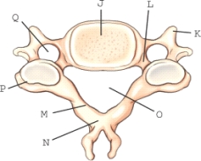 The structure lamina is labeled _____.