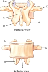 <strong>Which labeled structure in the figure is the superior articular process? </strong> A)A B)B C)C D)D E)E