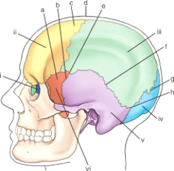 <strong>Which bony structure is labeled v? (Anatomic structures are labeled i through vi and sutures a through h.)</strong> A)EAM B)Mastoid process C)Styloid process D)Zygomatic process