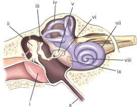 <strong>The part labeled ii is the: </strong> A)stapes. B)incus. C)malleus. D)cochlea.