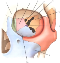 <strong>Part 7 is part of which bone? </strong> A)Ethmoid B)Lacrimal C)Zygomatic D)Sphenoid