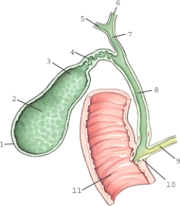 <strong>Which aspect of the gallbladder is labeled 1? </strong> A)Neck B)Fundus C)Body D)Apex