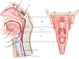 <strong>Part ix refers to the: </strong> A)soft palate. B)tonsils. C)uvula. D)epiglottis.