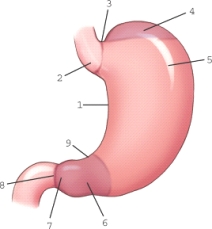 <strong>Which part of the stomach is labeled 3? </strong> A)Angular notch B)Cardiac notch C)Incisura angularis D)Esophagogastric junction