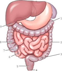 <strong>Which structure is labeled 1? </strong> A)Ascending colon B)Left colic flexure C)Right colic flexure D)Sigmoid colon