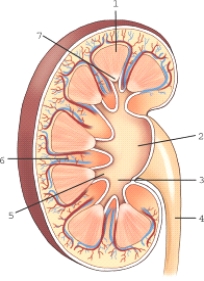 <strong>Which structure and/or region of the kidney is labeled 1? </strong> A)Minor calyx B)Major calyx C)Renal sinus D)Medulla