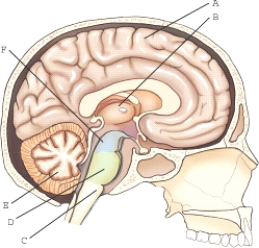 <strong>Select the correct lettered portion of the brain.(Use each choice only once.) Cerebrum</strong> A)A B)B C)C D)D E)E F)F