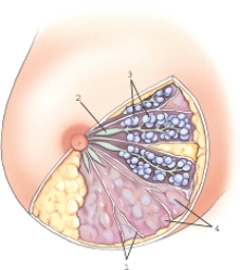 <strong>Which of the following structures is labeled 2? </strong> A)Lobes B)Ampulla C)Alveoli D)Ducts
