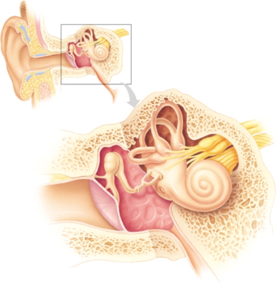 A patient with complaints of dizziness states, When I'm walking through our house, I sometimes have to hold on to furniture to keep from falling. The physician has determined that the patient has an ear disorder. Place an X over the area of the ear that is most likely responsible for the patient's symptom.