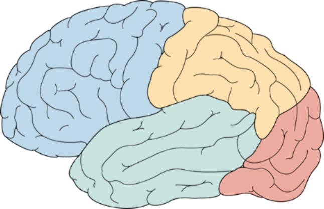 The patient sustained a head injury in a fall and now is having problems seeing. Place an X on the area of the brain where the nurse suspects this patient has been injured.