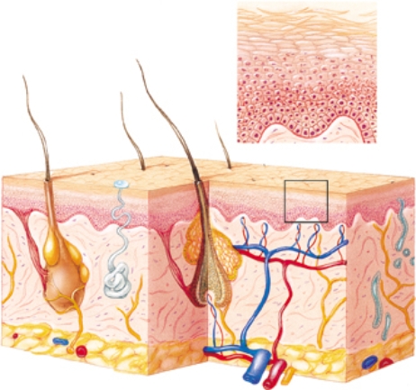 Place an X over the structure whose decreased activity in older patients causes dry skin or absence of perspiration.