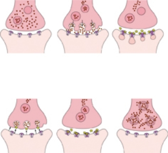 The nurse is reviewing the way abusive substances act on brain receptor sites. Place an X on the picture that represents an antagonistic effect.