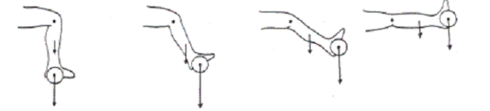 <strong>As your patient abducts her shoulder from 90° to 120°,the moment arm decreases.If the torque from the deltoid remains constant,the force of the deltoid would ________________as the shoulder abducted.</strong> A) remain the same B) increase C) decrease D) become 0 N Figure 1-9