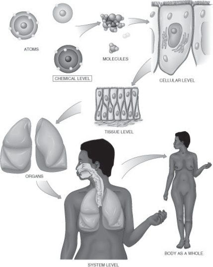 <strong>Refer to the diagram. What is the patient position? </strong> A) Recumbent right lateral B) Right lateral decubitus C) Recumbent left lateral D) Erect left lateral