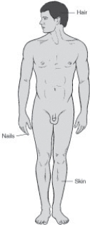 <strong>Refer to the diagram. What is the projection? </strong> A) Tangential B) Lateral C) Posteroanterior (PA) D) Anteroposterior (AP)