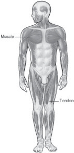 <strong>Refer to the diagram. What is the patient position? </strong> A) Right posterior oblique (RPO) B) Left posterior oblique (LPO) C) Right anterior oblique (RAO) D) Left anterior oblique (LAO)
