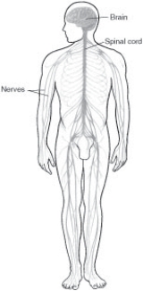 <strong>Refer to the diagram. What is the patient position? </strong> A) Recumbent left lateral B) Recumbent right lateral C) Right lateral decubitus D) Left lateral decubitus