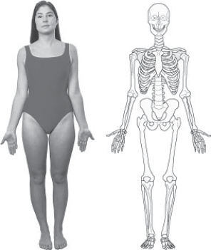 <strong>What position is demonstrated in Figure 19-1? </strong> A) Recumbent B) Anatomic C) Decubitus D) Prone