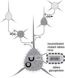Trans-synaptic tracing uses rabies virus to spread across synapses. In the scenario in Figure Q13-24, what would happen if the presynaptic cell also expressed the glycoprotein transgene? Figure Q13-24 (a) The virus spread would not be limited to presynaptic neurons of the starter cells. (b) The virus would not be limited to how many neurons it could infect. (c) The virus would not be able to infect other synaptic partners and would stay in the neuron presynaptic to the starter neuron. (d) The virus would not be able to spread to any synaptic partners and would stay in the starter cell.