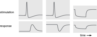 Two neurons, A and B, are reciprocally connected. To determine how they are connected to each other you stimulate one while recording from the other with the results show in Figure Q13-35. When you stimulate A, you see the response on the left. When you stimulate B, you see the response in the middle. In addition, when you hyperpolarize A, you see a small hyperpolarization in B. Based on these results, which circuit is correct? Figure Q13-35