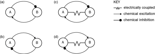 Two neurons, A and B, are reciprocally connected. To determine how they are connected to each other you stimulate one while recording from the other with the results show in Figure Q13-35. When you stimulate A, you see the response on the left. When you stimulate B, you see the response in the middle. In addition, when you hyperpolarize A, you see a small hyperpolarization in B. Based on these results, which circuit is correct? Figure Q13-35