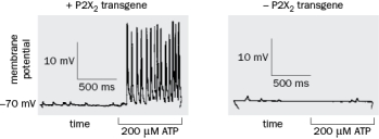 In the experiment in Figure Q13-38, the motor neuron of a muscle expressed the P2X<sub>2</sub> transgene and the response in the muscle was recorded. Why did application of ATP activate the muscle? Figure Q13-38 (a) Addition of ATP activated of the P2X<sub>2</sub> channel which directly increased transmitter release by moving vesicles to the presynaptic membrane. (b) Addition of ATP resulted in opening of the P2X<sub>2 </sub>channel and an influx of sodium, which activated the motor neuron, releasing neurotransmitter and activation of the muscle. (c) Addition of the resulted in activation of the P2X<sub>2</sub> protein, a G protein coupled receptor. Once activated the receptor increased the probability of neurotransmitter release and activated the muscle. (d) Addition of ATP resulted in activation of the ATP receptor, a G protein coupled receptor. Once activated, this G protein indirectly activated P2X<sub>2</sub>, which increased the probability of neurotransmitter release from the motor neuron and activated the muscle.