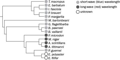 Some dragonfish (Stomiidae) family members have rod opsins tuned to short-wave (blue) wavelengths, which is a very common adaptation found in deep-sea fish. However, other dragonfish species both emit and detect long-wave (red) emissions. Use maximum parsimony analysis along with the phylogenetic tree in Figure Q12-4 in order to deduce when red color vision was lost and/or gained. Figure Q12-4