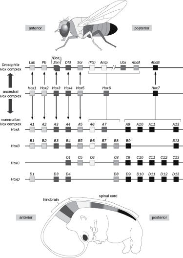 Hox genes are highly conserved players in anteroposterior patterning (Figure Q12-28) and were named for the homeotic transformations exhibited by their mutants in Drosophila. Figure Q12-28 A. The original Antp mutant has legs in place of antennae. Is this a gain- or loss-of-function mutation? B. The original Ubx mutant has a second set of wings instead of halteres (flying organs normally found on the third thoracic segment). Is this a gain- or loss-of-function mutation? C. Although the role of Hox genes in anteroposterior patterning is conserved in vertebrates, HoxA9-13 and D9-13 are used in proximodistal limb patterning. What evolutionary events made acquisition of this novel function possible?