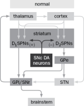 In patients with Parkinson's disease, neurons in the SNc die. Based on the basic circuitry in Figure Q11-13, why does the absence of these neurons result in excessive activation of the inhibitory output neurons in the GPi/SNr? Figure Q11-13