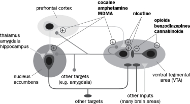 Figure Q11-29 illustrates how many drugs of abuse enhance dopamine action on its postsynaptic targets, specifically the nucleus accumbens and prefrontal cortex. Figure Q11-29 A. What are two mechanisms nicotine uses that result in increased dopamine release on its postsynaptic targets? B. How does cocaine increase dopamine in the postsynaptic targets of VTA dopaminergic neurons? C. How do cannabinoids increase dopamine in the postsynaptic targets of VTA dopaminergic neurons?