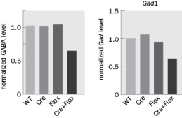 Mecp2 was knocked out only in GABAergic neurons. What do the results shown in Figure Q11-37 suggest about the actions of MeCP2? Figure Q11-37