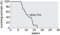 In Figure Q11-39, if you were to conditionally restore MeCP2 protein to a MeCP2 knockout mouse at week 10, through removing a lox-stop allele with an inducible excision, how do you predict that would change the percent surviving animals? Justify your answer. Figure Q11-39 (a) It would increase at week 10. (b) It would remain the same at week 10. (c) It would continue to decrease but at a slower rate. (d) It would decrease even faster.