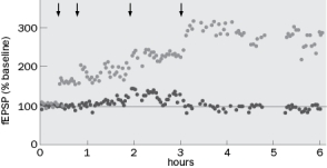 Figure Q10-7 shows data from one of the first experiments demonstrating LTP by Bliss and Lomo (1973). The arrows indicate points at which high frequency stimuli were given. Figure Q10-7 A. Figure Q10-7A below depicts an example of a field EPSP prior to high frequency stimulation. The vertical line is the stimulus artifact. What would the fEPSP look like at 1 hour and 4 hours? Figure Q10-7A B. What would happen to the response if Bliss and Lomo had given a low frequency stimulation of about 1 Hz at 5 hours? Question 10-8 and 10-9 refer to (Figure Q10-8) below. Figure Q10-8 shows a synaptic matrix, which describes how changes in synaptic weight can contribute to memory storage. There are presynaptic inputs A-E and postsynaptic outputs I-IV. Figure Q10-8