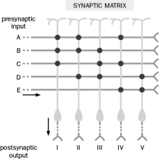 Figure Q10-7 shows data from one of the first experiments demonstrating LTP by Bliss and Lomo (1973). The arrows indicate points at which high frequency stimuli were given. Figure Q10-7 A. Figure Q10-7A below depicts an example of a field EPSP prior to high frequency stimulation. The vertical line is the stimulus artifact. What would the fEPSP look like at 1 hour and 4 hours? Figure Q10-7A B. What would happen to the response if Bliss and Lomo had given a low frequency stimulation of about 1 Hz at 5 hours? Question 10-8 and 10-9 refer to (Figure Q10-8) below. Figure Q10-8 shows a synaptic matrix, which describes how changes in synaptic weight can contribute to memory storage. There are presynaptic inputs A-E and postsynaptic outputs I-IV. Figure Q10-8