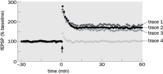 Below is a figure showing LTP that was induced by high frequency stimulation (indicated by the arrow) at 0 minutes (traces 1 - 3). Figure Q10-11 A. What would happen to LTP if the NMDARs were blocked with APV? Which trace would be generated? B. What would happen if an NMDAR with a higher ion channel conductance than normal was expressed in the postsynaptic cell? Which resulting trace would be generated?