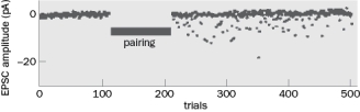 Figure Q10-15 illustrates the data from one of the original experiments that showed evidence for 'silent synapses'. CA3 axons were stimulated while the postsynaptic response when the CA1 neuron were voltage-clamped at -65 mV. Figure Q10-15 A. Why were the CA1 neurons held at -65 mV? B. What happened when the CA3 axons were stimulated before pairing, in which the presynaptic CA3 neurons were stimulated while the CA1 neurons were depolarized and what are two reasons for the result? C. What happened when the CA3 axons were stimulated after 'pairing' and what was the interpretation of the result? D. Summarize the idea of 'silent synapses' as a form of synaptic plasticity. Include the basic conclusions drawn from the experiments outlined in this and the previous experiment.