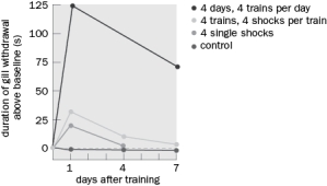 Figure Q10-29 shows short- and long-term memory in Aplysia using the gill withdrawal reflex. Figure Q10-29 A. What would happen to the 4 single shock response if cAMP was inhibited? B. What would happen to the 4 single shock response if CREB was inhibited? C. What would happen to the 4 days, 4 trains per day response if CREB was inhibited?