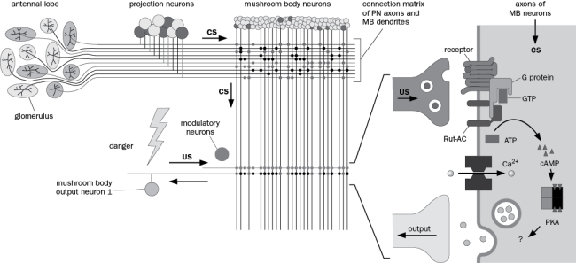 Figure Q10-31 shows the circuitry and molecular cascade underlying olfactory learning in Drosophila. The CS is the odor and the US is the shock. Figure Q10-31 A. Why does the US paired with the CS result in olfactory conditioning? B. Why would a different odorant not result in olfactory conditioning? C. How could you test whether increases in the cAMP pathway in the mushroom body neurons contribute to olfactory conditioning? D. Based on what is shown in Aplysia, what molecular pathway could contribute to long-term memory formation?