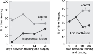 The hippocampus is not essential for long-term memory storage. Defend this statement with reference to the human patient H.M. Questions 10-37, 10-38, 10-39, and 10-40 refer to Figure Q10-37. Figure Q10-37 shows evidence for neocortical contributions to long-term storage in explicit memory. Figure Q10-37