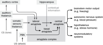 According to the circuit diagram in Figure Q10-41, why does lesioning the amygdala disrupt contextual and fear conditioning whereas hippocampal lesions only disrupt contextual conditioning? Figure Q10-41