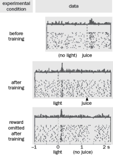 Dopamine neurons in the VTA synapse onto neurons in the nucleus accumbens. Neurons in the VTA are dopaminergic and is has been hypothesized that dopaminergic neurons signal reward prediction error. In this hypothesis the actual reward is compared with the predicted reward. If these two things are not equal dopaminergic signals change the predicted reward so that it matches the actual reward. Figure Q10-42 A. Figure Q10-42 shows a recording from a VTA dopaminergic neuron in a monkey. What happened when only the juice was presented to the animal prior to training? Was the predicted reward similar to the actual value? Explain your answer. B. After training of a light to predict the amount of juice, what happened to the response to juice and why? C. The juice was then NOT given to the monkey after it was predicted by the light. What happened and what is the reason for this response based on the abstract circuit model?
