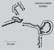 In the experiment illustrated in Figure Q8-1, five fluorescently labeled actin filaments on a myosin-coated glass slide were tracked over the course of 38 s, and their positions were tracked at successive short intervals as they appeared on a video monitor. Figure Q8-1 If you could make an ATP molecule that could not be hydrolyzed to ADP and performed the same experiment, what would happen to the fluorescent actin and why?