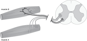 In Figure Q8-4, label the 'motor unit' of one of the motor neurons, the 'motor pool' for muscle B and state the 'the motor unit size' of the one of the neurons being sure to identify which neuron you are describing. Figure Q8-4