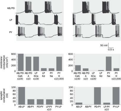 Similar network activity can be produced by distinct circuit parameters. Give one example from Figure Q8-11 that demonstrates this idea. Figure Q8-11