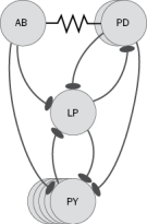 In the pyloric circuit of the stomatogastric ganglion (Figure Q8-12), what would happen to the triphasic pattern if the PD neuron was stimulated so that it was briefly depolarized for a longer period of time and produced more action potentials? Figure Q8-12