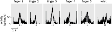 In Figure Q8-23, a single neuron in the motor cortex was recorded from while the animal moved its fingers (fingers 1-5). What does this experiment tell you about how individual motor neurons are tuned? Figure Q8-23