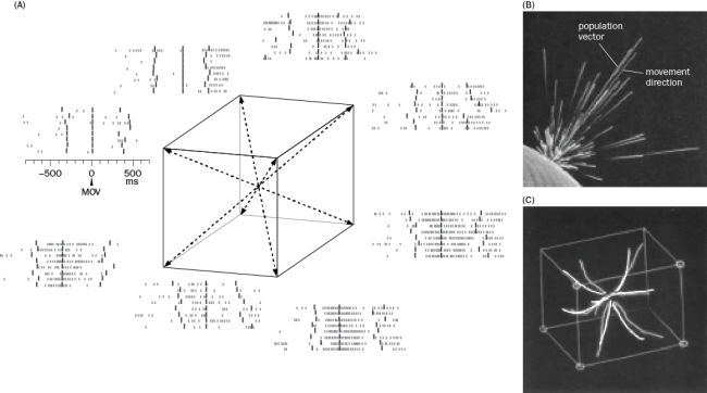 Figure Q8-24A shows an experiment that measured the activity of a single neuron when a monkey moved his arm in eight different directions. How did this neuron respond and what does this tell you about how this neuron is tuned? Figure Q8-24 B. The experiment in Figure Q8-24B was repeated for many neurons. What did they find and what does this tell you about how movements are coded in the motor cortex? C. The neuron shown was from a multi-electrode array, which records the activity of a large number of neurons. How would the response in this area of the motor cortex differ when the arm movement was in a different direction?