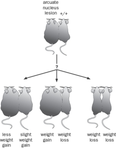 You specifically lesion the arcuate nucleus of the hypothalamus in one mouse and the lesion mouse was joined parabiotically to a non-lesioned mouse (Figure Q8-33). Figure Q8-33 A. What do you predict would happen to the lesioned mouse and non-lesioned mouse? Circle the predicted outcome. B. Justify your answer. Why would the lesioned mouse lose or gain weight and why would the joined mouse lose or gain weight?